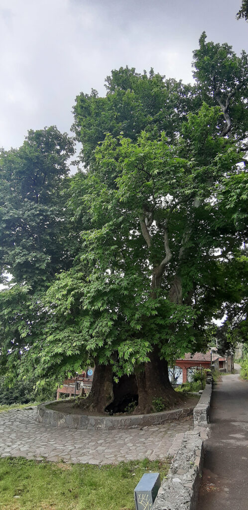 giant tree telavi
