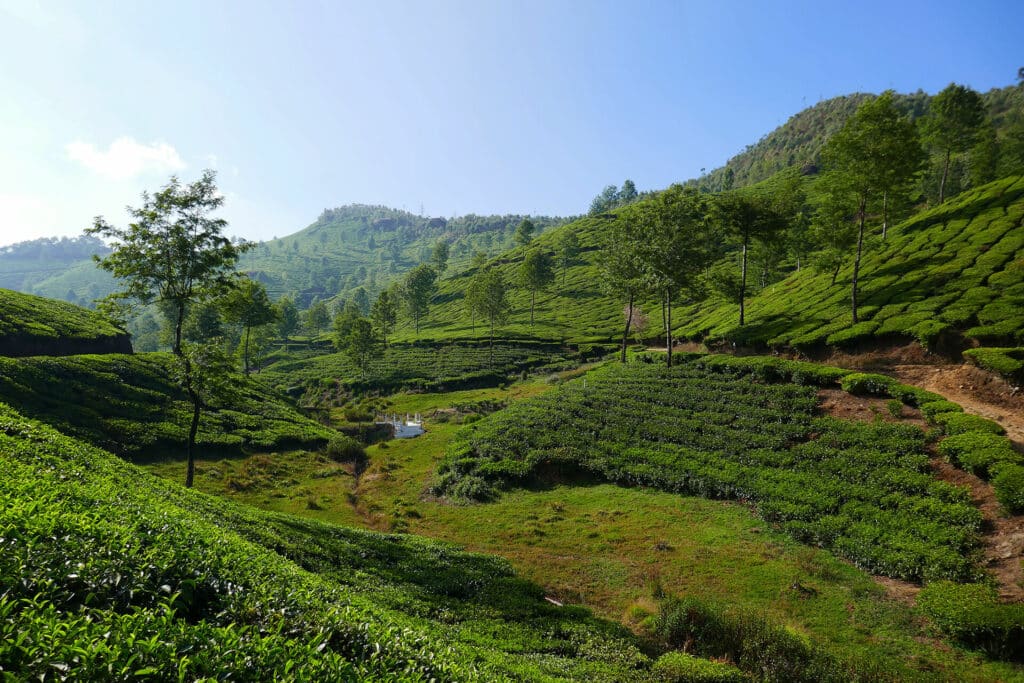 kochi nach munnar