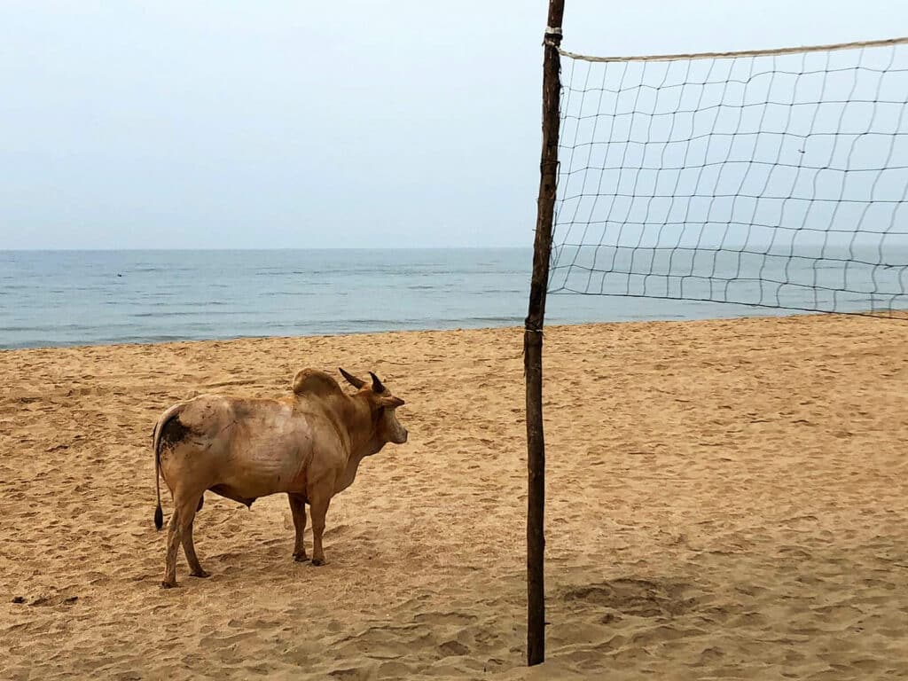 kuh am strand von goa