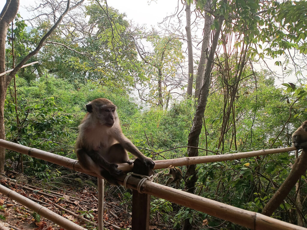 affe auf monkey-trail