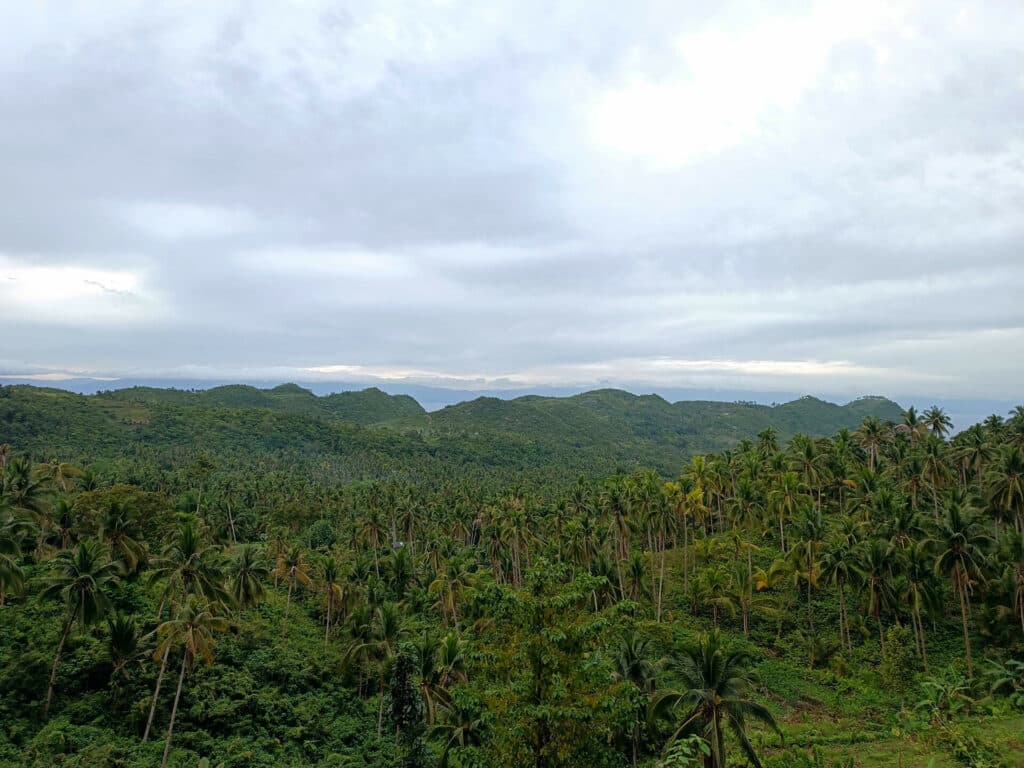 ausblick auf kokospalmen moalboal