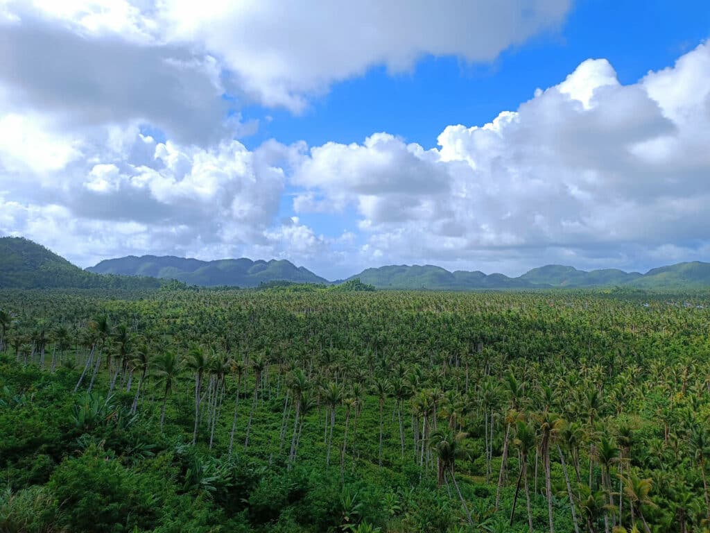 kokosnusspalmen siargao