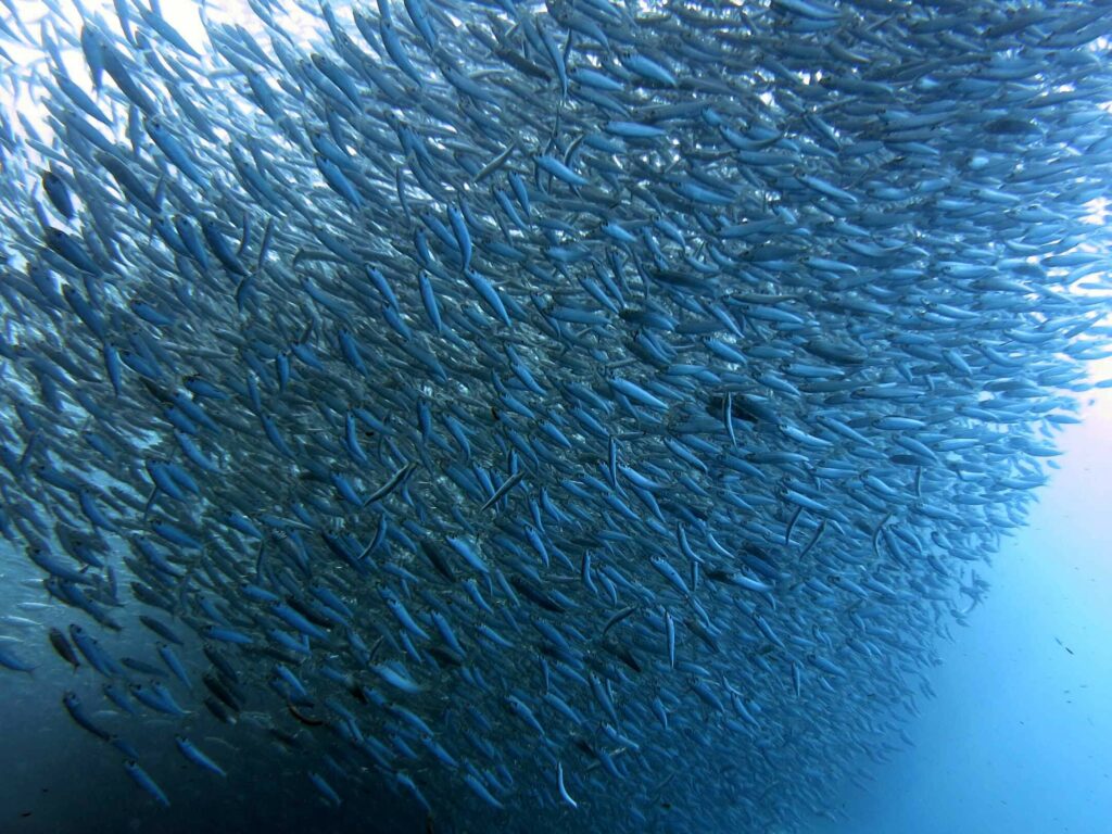 moalboal sardine run