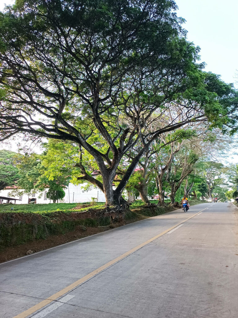 siquijor bäume