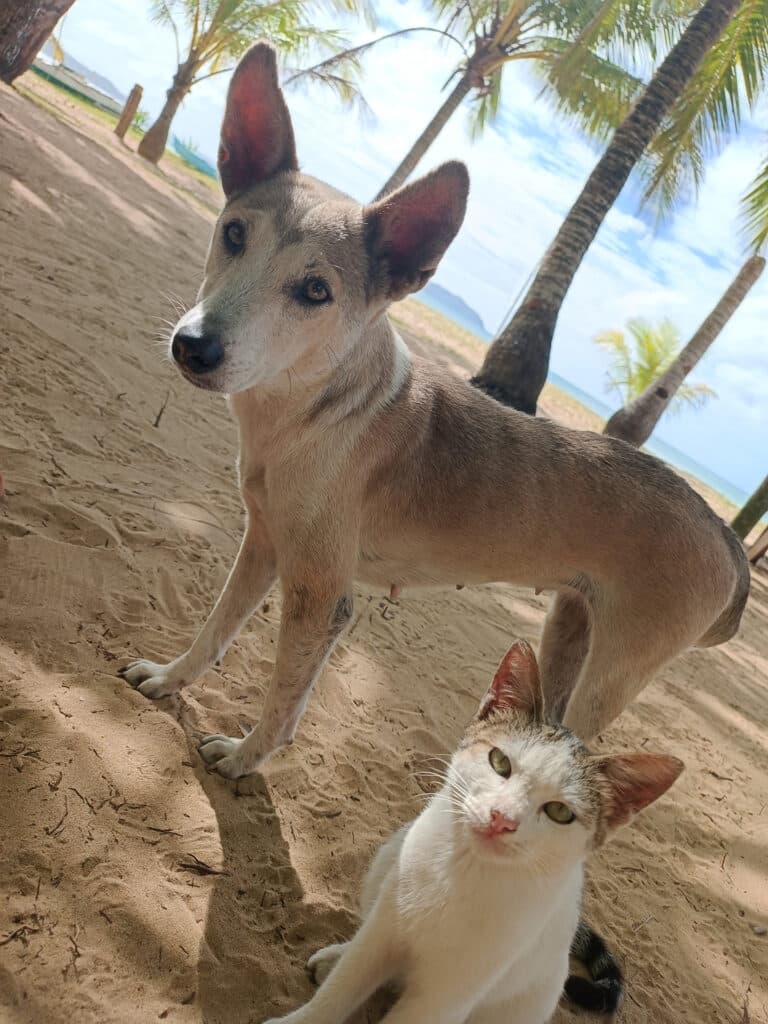 dagmay beach hund katze