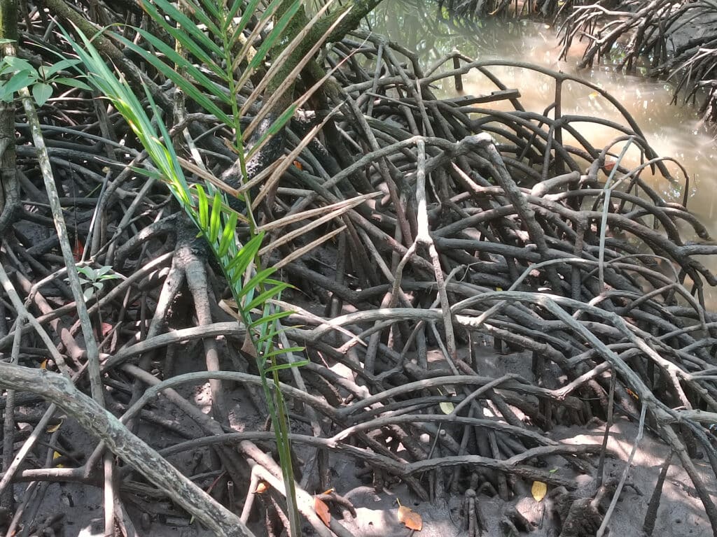 mangrovenwälder koh chang