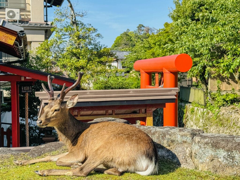 hirsch insel miyajima