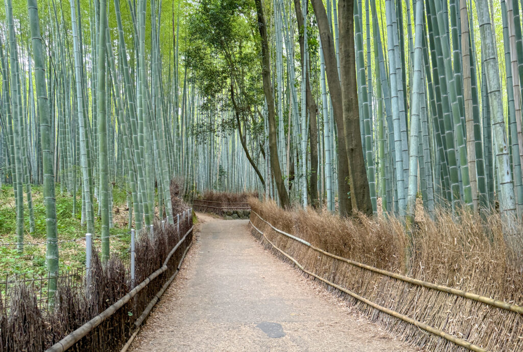 Hokokuji Bamboo Forest