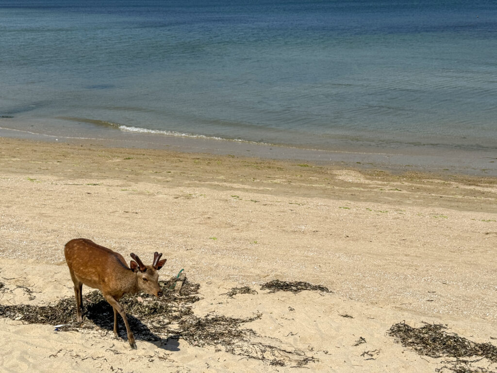 insel miyajima freilaufende hirsche