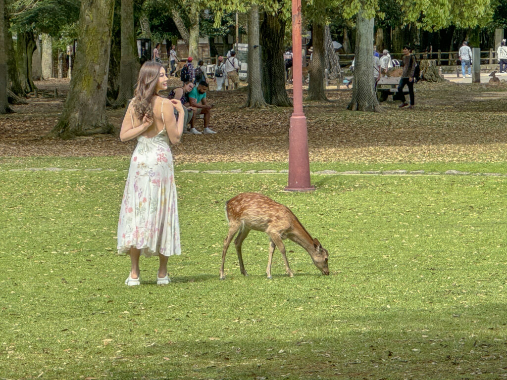 nara park hirsche