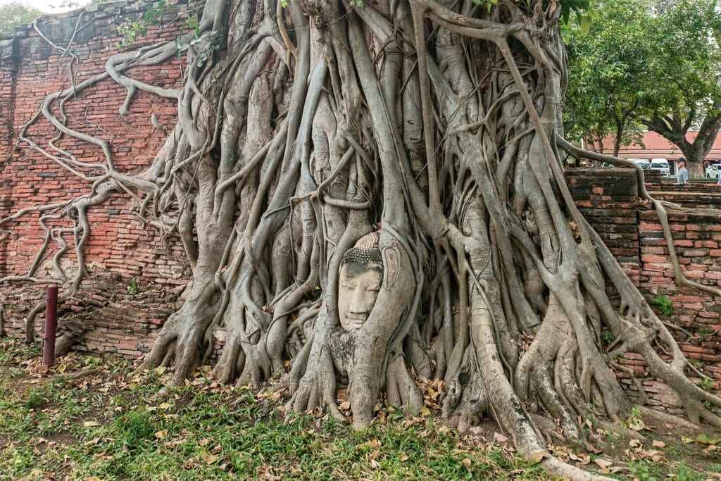 ayutthaya buddha baumwurzel