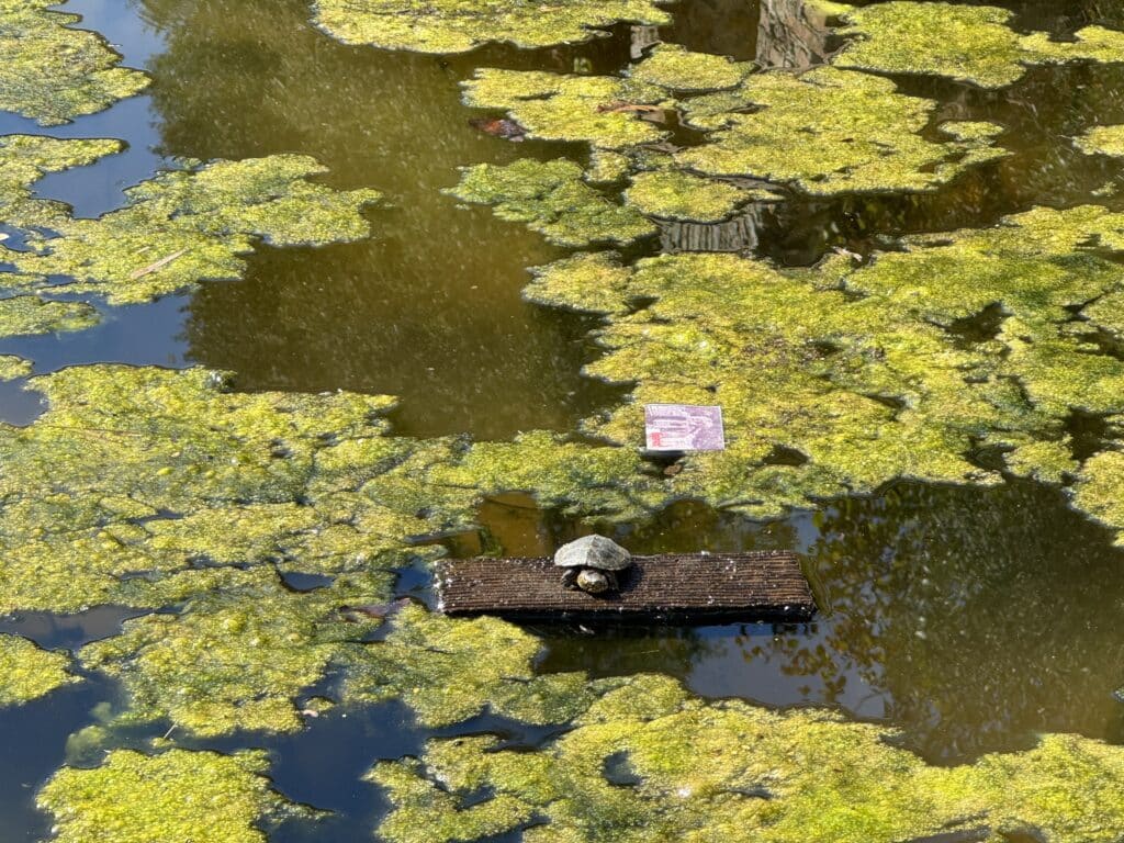 teich schildkröte butrint