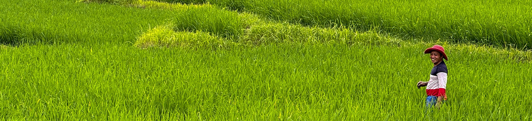 bali reiseblog header, mann im reisfeld, grüne natur