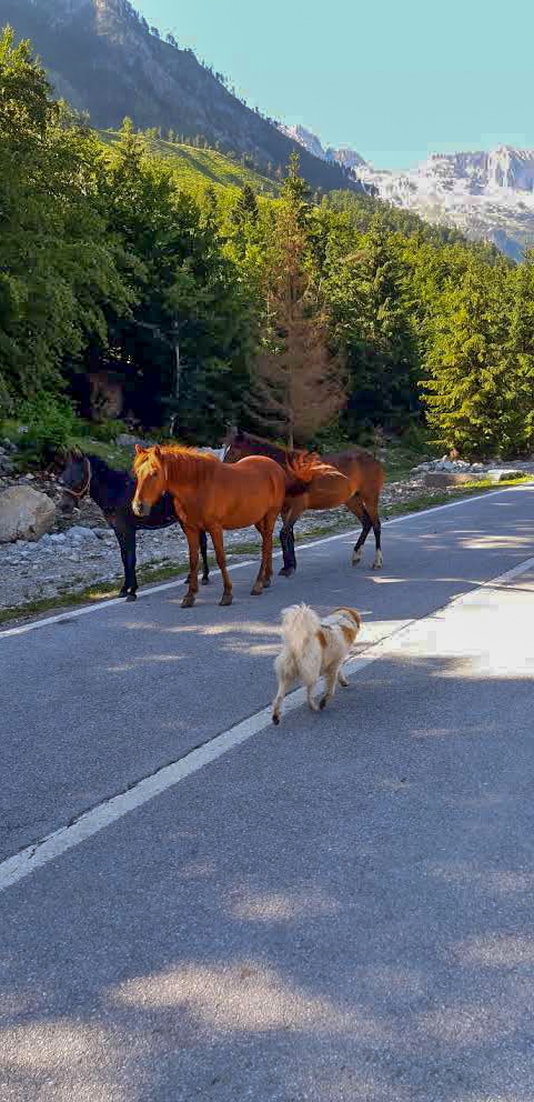 straßenhunde albanien wandern