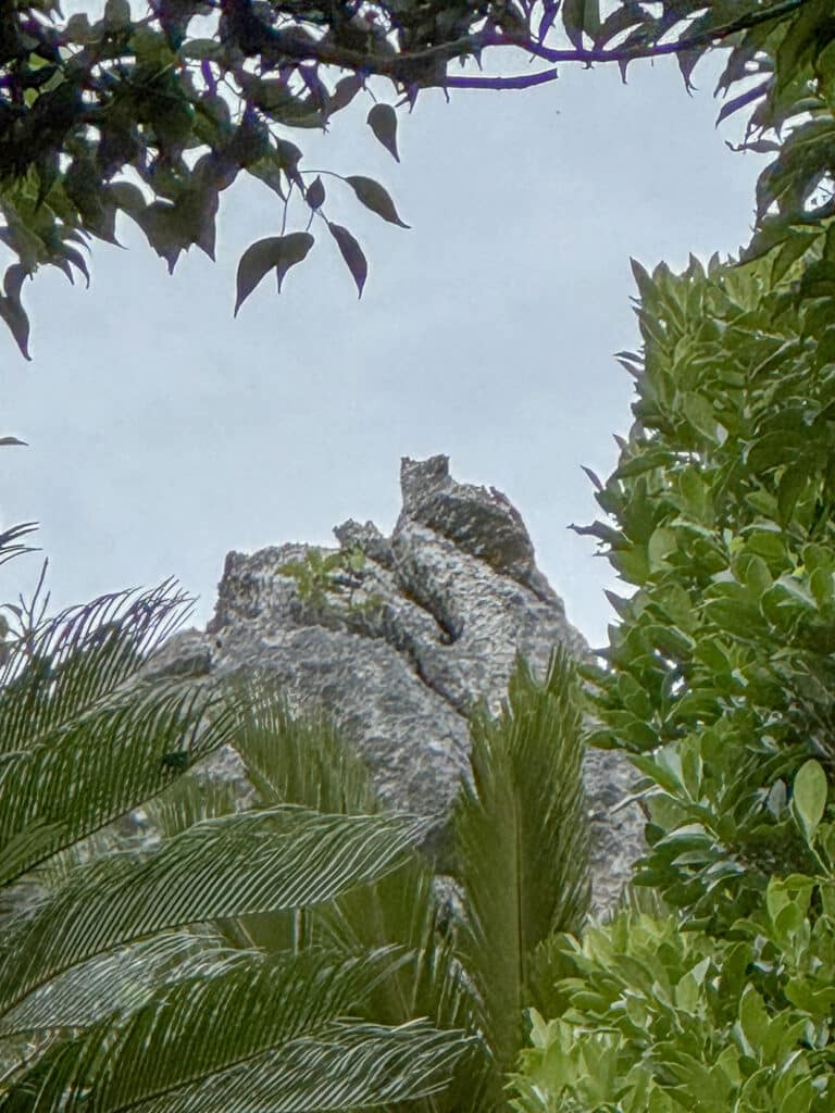 katze felsen asmui