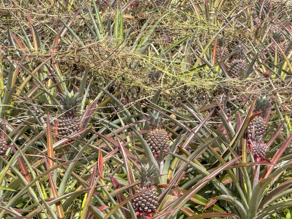ananas feld luye