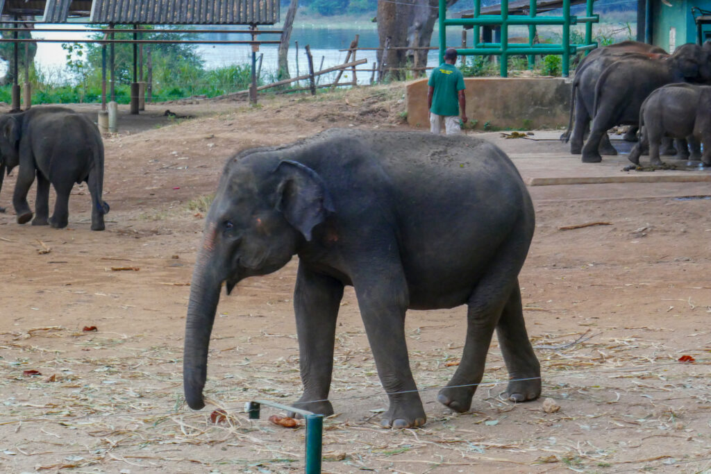 nationalpark kosten sri lanka